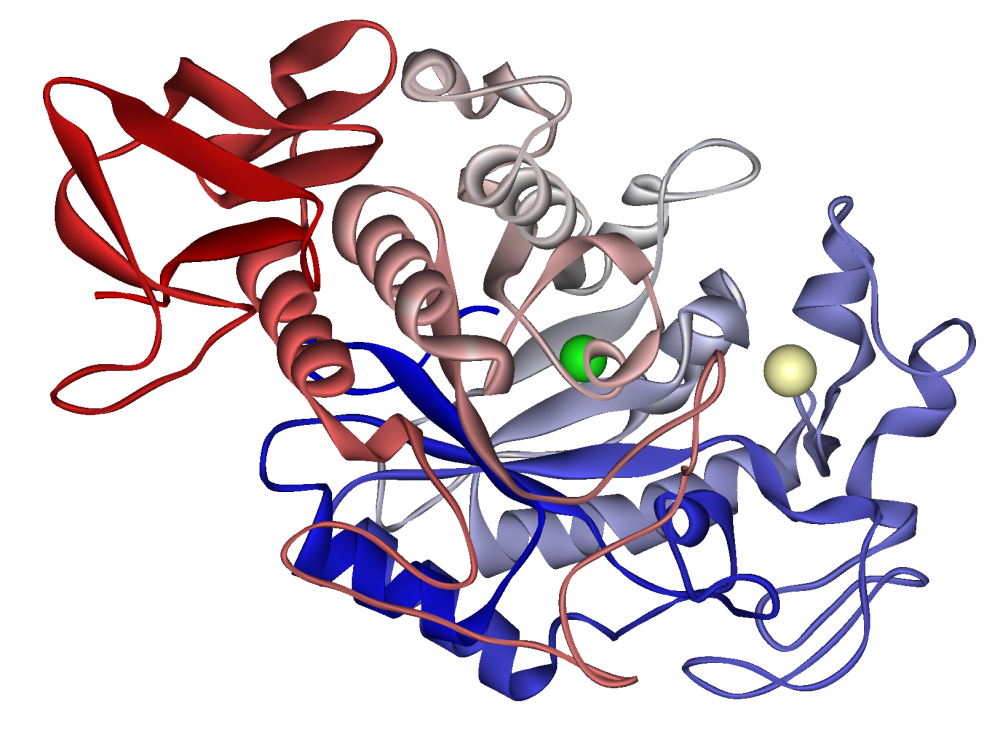 Альфа-амилаза и переваривание углеводов: ключ к оптимальному усвоению питательных веществ