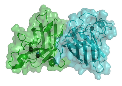 Antioxidatives Enzym: Was ist Superoxiddismutase?