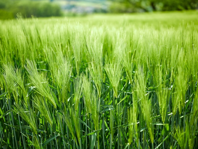 Health effects of barley grass: What you should know
