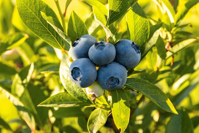 Wild blueberry: The natural superfood boost for skin, gut & immune system?
